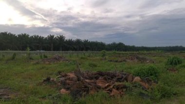 Palm Plantation kırsalında sabahın erken saatlerinde gökyüzünün manzara görüntüleri..