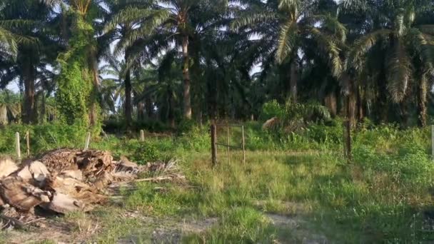 Aufnahmen Der Rodung Von Ölpalmen Bäume Zum Trocknen Gefällt Und — Stockvideo