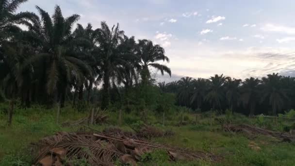 Landschaftsaufnahmen Vom Frühen Morgenhimmel Auf Palmenplantagen — Stockvideo