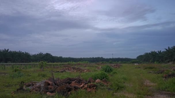 Landschap Beelden Van Vroege Ochtend Hemel Palmplantage Platteland — Stockvideo