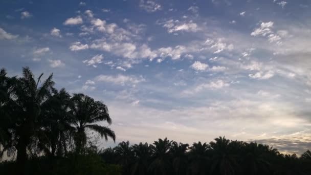 Τοπίο Πλάνα Από Τον Πρωινό Ουρανό Στην Ύπαιθρο Φοινικόδεντρα — Αρχείο Βίντεο