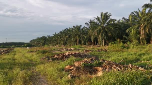 Landschap Beelden Van Vroege Ochtend Hemel Palmplantage Platteland — Stockvideo