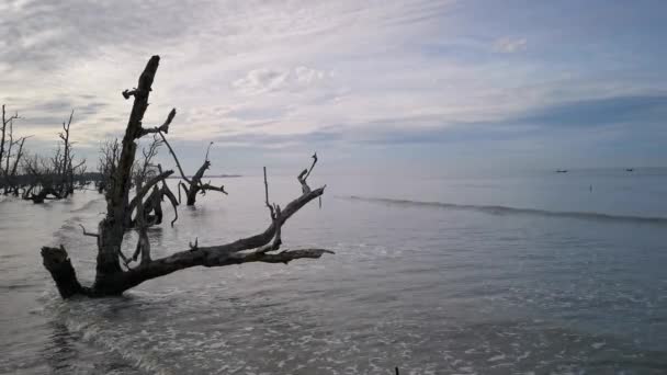 Beelden Van Vroege Ochtend Scene Het Mangrove Strand Tijdens Hoogwater — Stockvideo