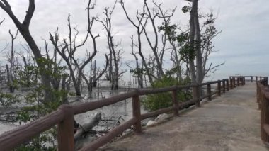 Mangrove ormanının öldüğü bataklık kumsalının görüntüleri..