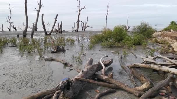 Mangrove Ormanının Öldüğü Bataklık Kumsalının Görüntüleri — Stok video