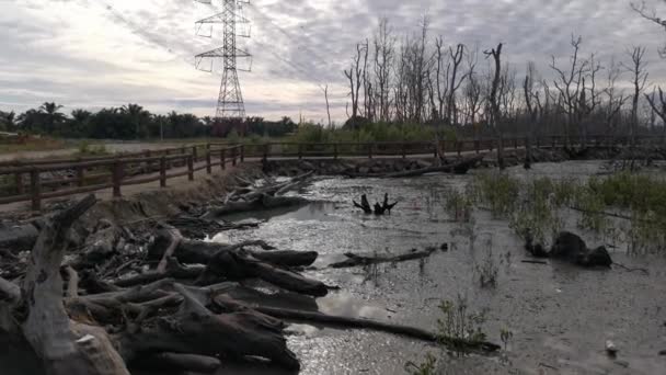 Beelden Van Het Moerassige Strand Waar Mangrovebos Stervende — Stockvideo