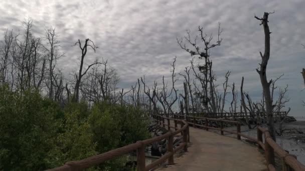 Imagens Praia Pantanosa Onde Floresta Manguezais Está Morrendo — Vídeo de Stock