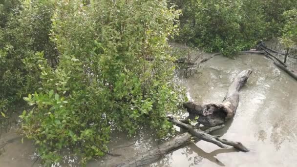 红树林正在消亡的沼泽海滩的镜头 — 图库视频影像