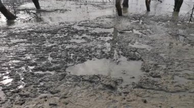 Mangrove ormanının öldüğü bataklık kumsalının görüntüleri..