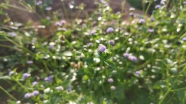 Mor Ageratum Conyzoides otunun tarladaki görüntüsü.