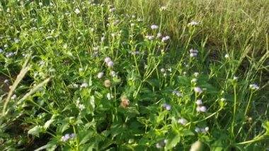 Mor Ageratum Conyzoides otunun tarladaki görüntüsü.