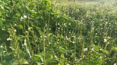 Vahşi beyaz asistezi gangetica otlarının görüntüleri. 