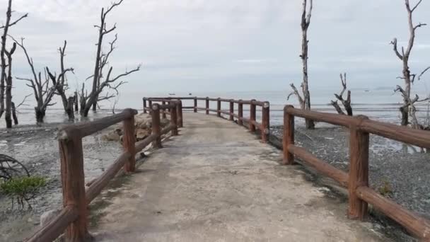 Záběry Bažinaté Pláže Kde Mangrovový Les Umírá — Stock video