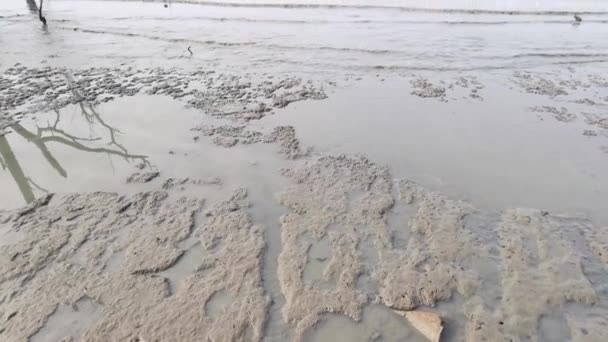 Záběry Bažinaté Pláže Kde Mangrovový Les Umírá — Stock video