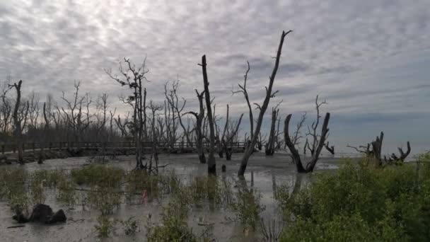 Beelden Van Het Moerassige Strand Waar Mangrovebos Stervende — Stockvideo