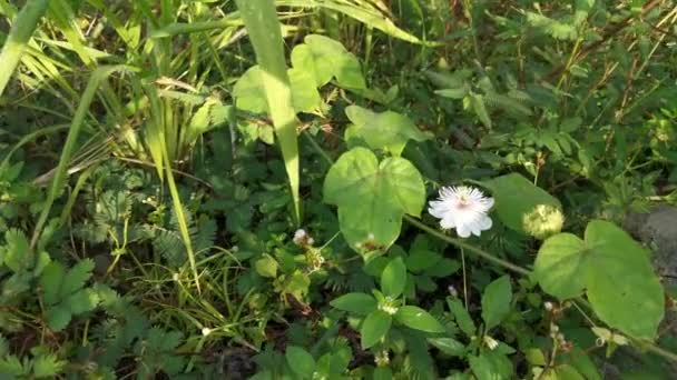 Imagens Passiflora Selvagem Foetida Planta — Vídeo de Stock