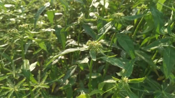 Záběry Divoké Zelené Euphorbia Heterophylla Plevele — Stock video