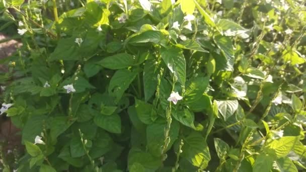 Séquences Asystasie Blanche Sauvage Gangetica Mauvaises Herbes — Video