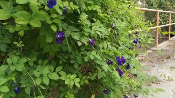 Imágenes Del Clítoris Azul Salvaje Ternatea Flor — Vídeos de Stock