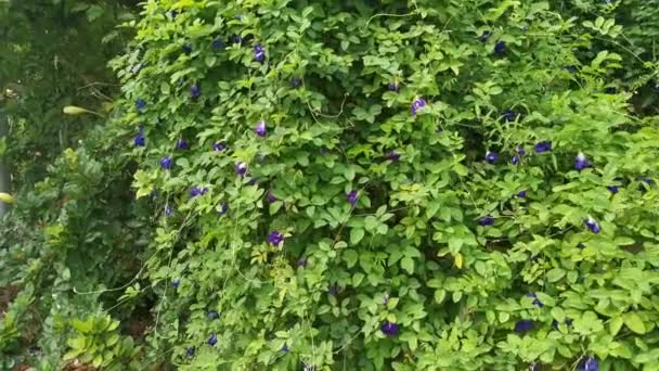 Beeldmateriaal Van Wilde Blauwe Clitoria Ternatea Bloem — Stockvideo