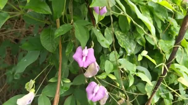 Imágenes Violeta Salvaje Espoleado Mariposa Guisante Naturaleza — Vídeos de Stock