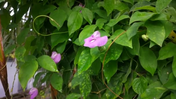 野生紫罗兰刺激蝴蝶豌豆的镜头 — 图库视频影像