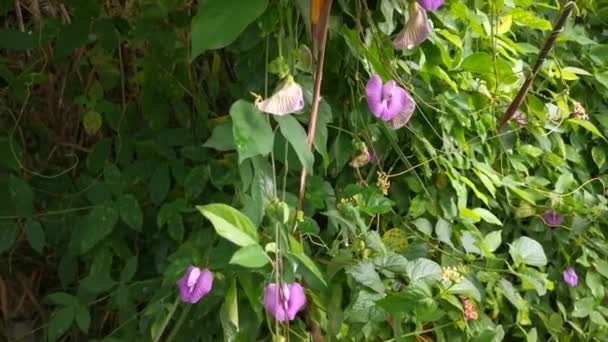 Aufnahmen Von Wilden Violetten Schmetterlingserbsen Freier Wildbahn — Stockvideo