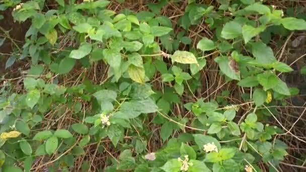 Υλικό Από Άγριο Κοινό Φυτό Lantana — Αρχείο Βίντεο