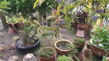 Olgunlaşmamış elma meyvesinin görüntüleri.