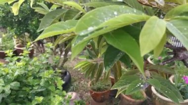 Olgunlaşmamış elma meyvesinin görüntüleri.