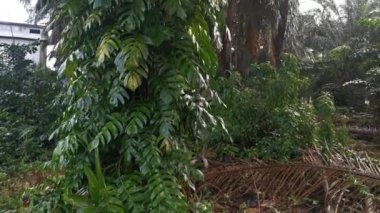 Palmiye ağacında sürünen büyük yapraklı canavarın görüntüleri.