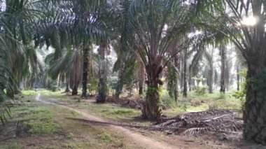Perak, Malezya. 23 Eylül 2020: Kg Koh Oil Palm Plantation 'da çalışmak için granit yolda hızla giden bir sürücünün görüntüsü.