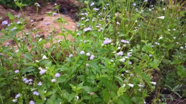 Mor Ageratum Conyzoides otunun tarladaki görüntüsü.