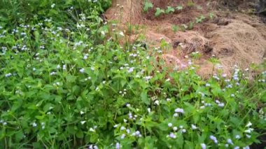 Mor Ageratum Conyzoides otunun tarladaki görüntüsü.