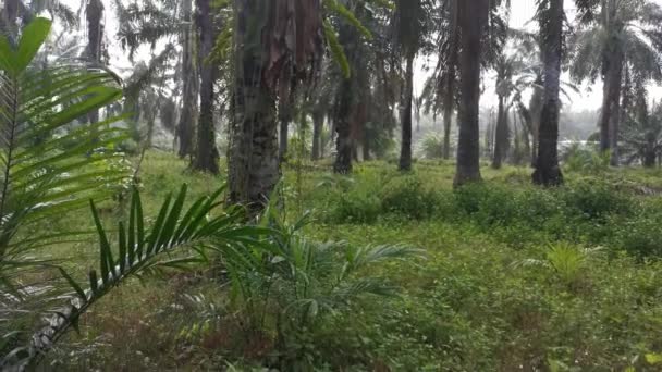 棕榈油树树干上生长的灵芝片段 — 图库视频影像