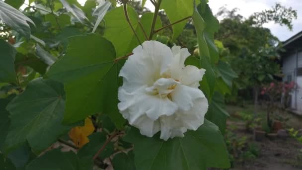 Aufnahmen Der Hibiscus Mutabilis Pflanze — Stockvideo