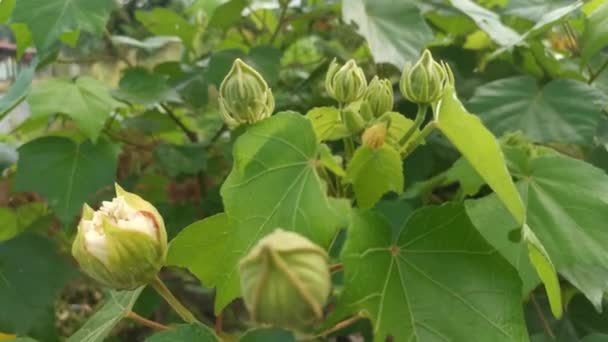 Images Plante Hibiscus Mutabilis — Video