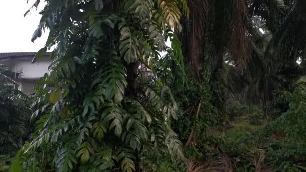 Imagens Plantas Monsteria Folhosas Grandes Rastejando Palmeira — Vídeo de Stock