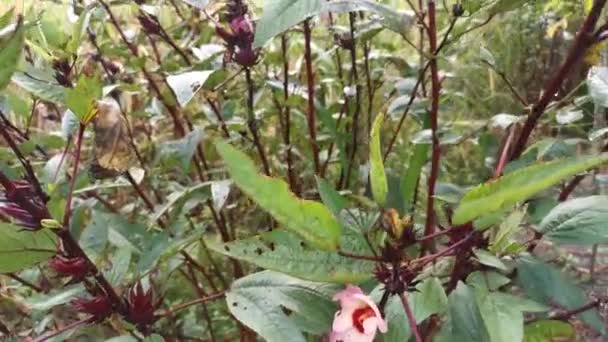 Material Archivo Planta Flores Roselle Sabdariffa Rojo — Vídeo de stock
