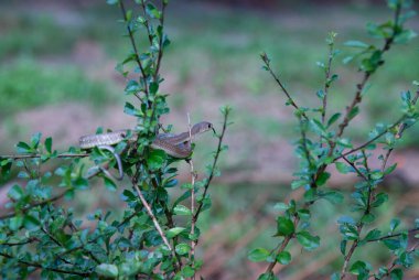 Asya bahçe yılanı ağaç dalına tünemiş..