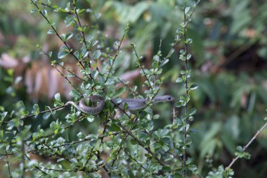 Asya bahçe yılanı ağaç dalına tünemiş..