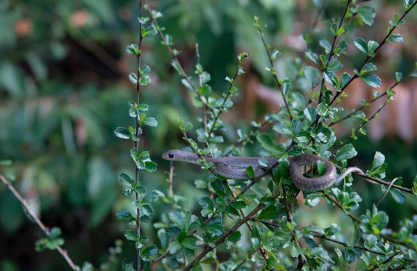 Asia Jardín Serpiente Encaramado Rama Del Árbol — Foto de Stock