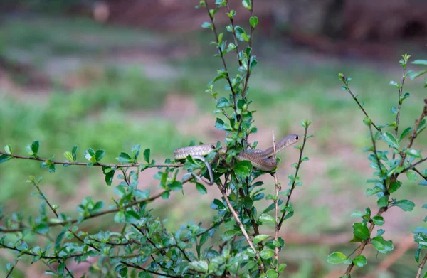 Asiatische Gartenschlange Hockt Auf Dem Ast — Stockfoto