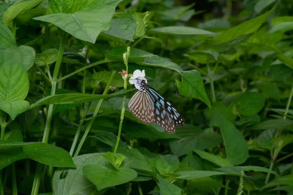 Tiro Cerca Azul Cristal Tigre Mariposa —  Fotos de Stock