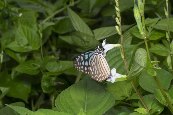 Близкий Снимок Голубой Стеклянной Тигровой Бабочки — стоковое фото