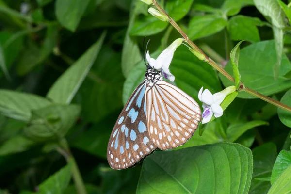 Close Shot Van Blauwe Glazige Tijger Vlinder — Stockfoto