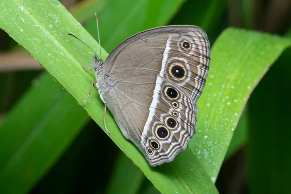 Nahaufnahme Von Mycalesis Perseus Schmetterling — Stockfoto