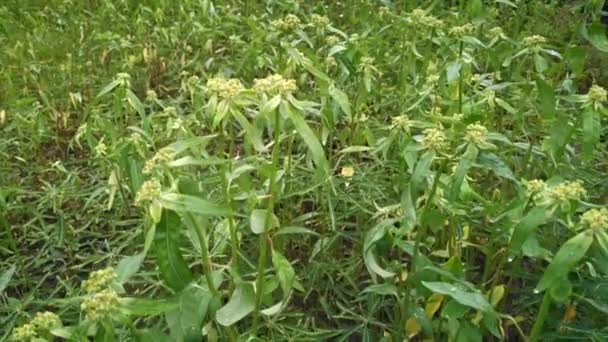 Filmklipp Från Den Vilda Gröna Euphorbia Heterophylla Ogräs — Stockvideo