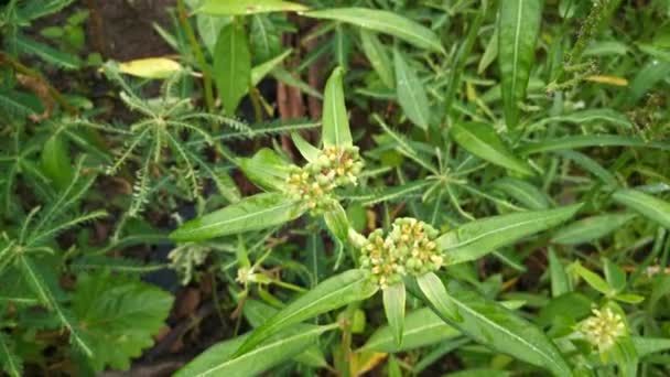 Záběry Divoké Zelené Euphorbia Heterophylla Plevele — Stock video