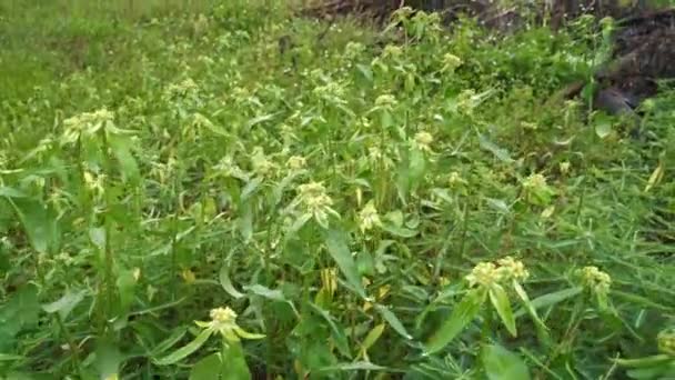 Filmklipp Från Den Vilda Gröna Euphorbia Heterophylla Ogräs — Stockvideo